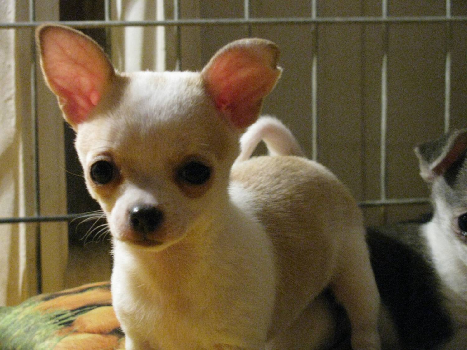 VIP ДЕВОЧКА ПОРОДЫ ЧИХУАХУА / МИНИ