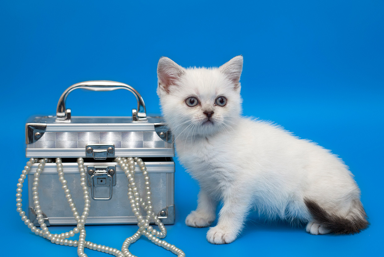 Купить шотландских котят из питомника / Саратовский питомник шотландских кошек