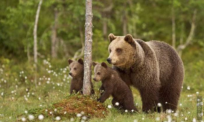 БЛАГОТВОРИТЕЛЬНОСТЬ